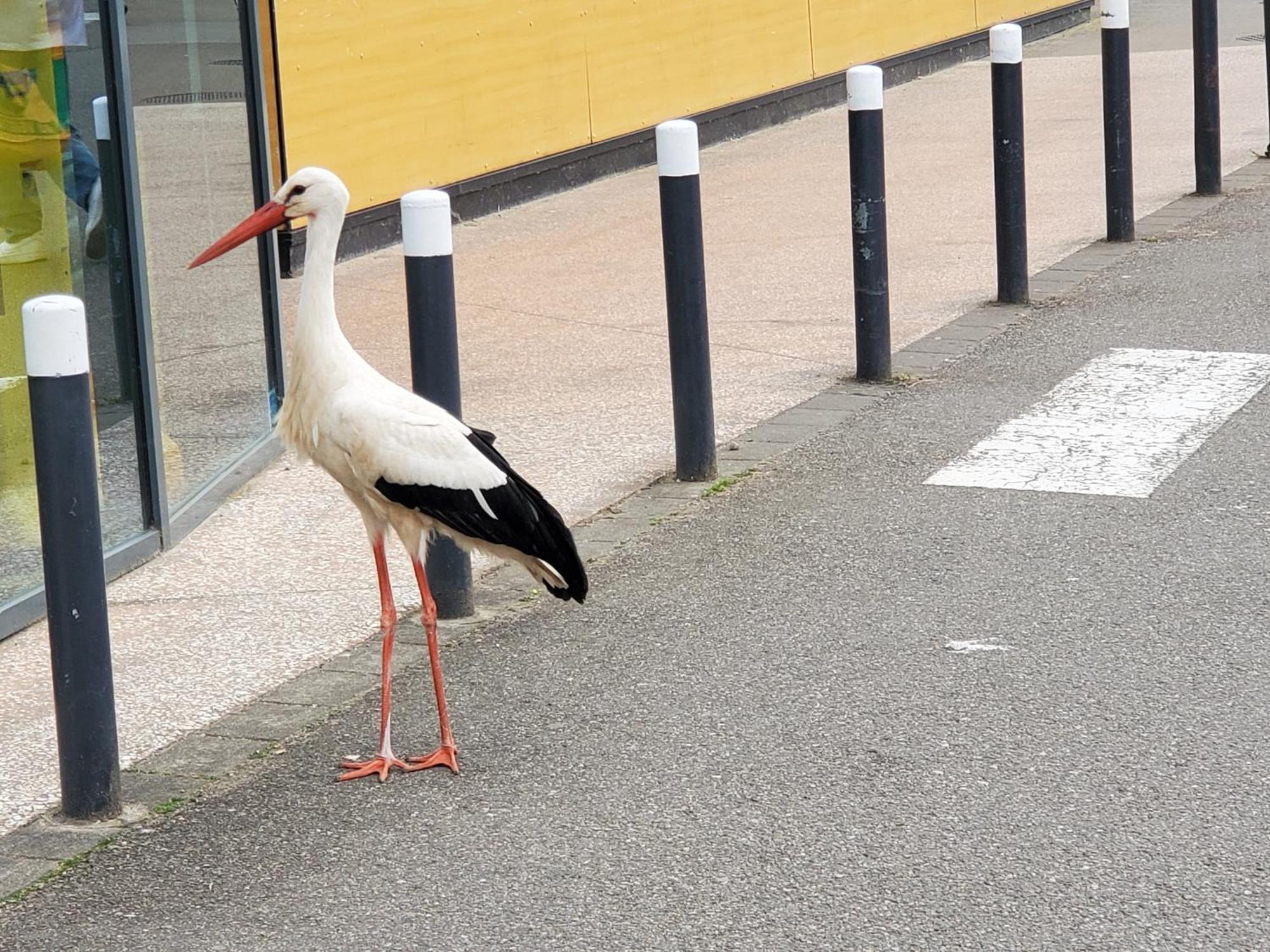 Mirka & Franck Apartment Chic 4" Stars Parking Free, Garage & Wine With Avantages Pack Colmar Buitenkant foto